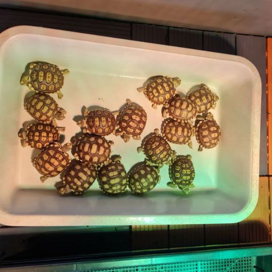 ลูกเต่า รูปที่ 3