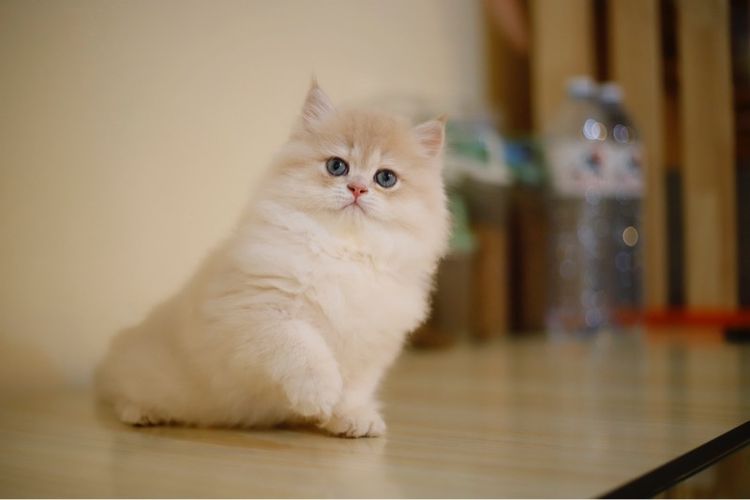 ดช บริติช ลองแฮร์ รูปที่ 2