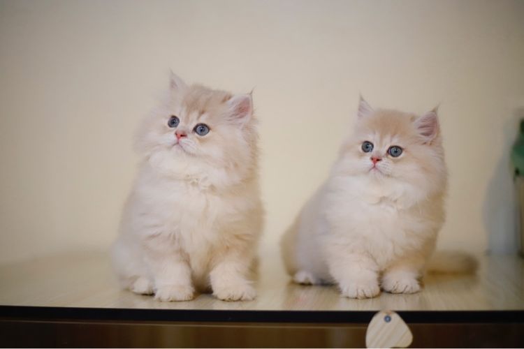 ดช บริติช ลองแฮร์ รูปที่ 3