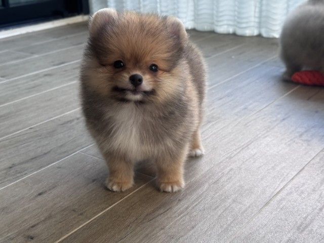 ปอมเมอเรเนียนแท้ รูปที่ 3