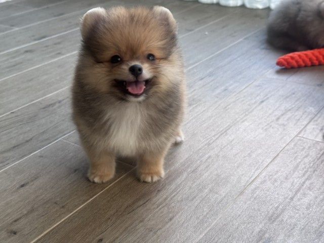 ปอมเมอเรเนียน (Pomeranian) เล็ก ปอมเมอเรเนียนแท้
