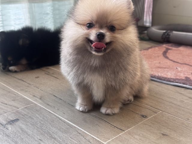 ปอมเมอเรเนียนแท้ รูปที่ 3