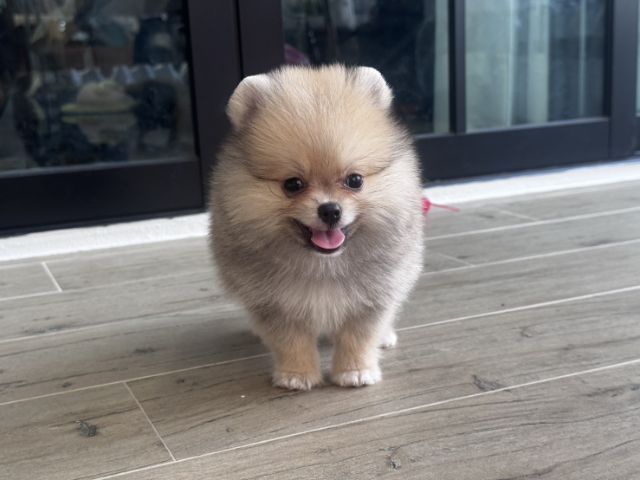ปอมเมอเรเนียน (Pomeranian) เล็ก ปอมเมอเรเนียนแท้