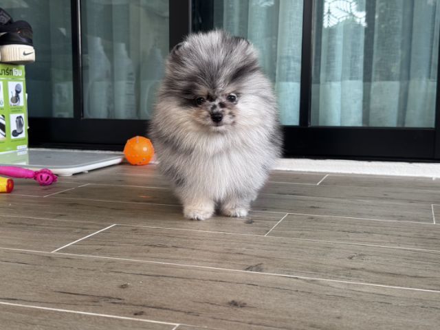 ปอมเมอเรเนียนแท้ รูปที่ 5