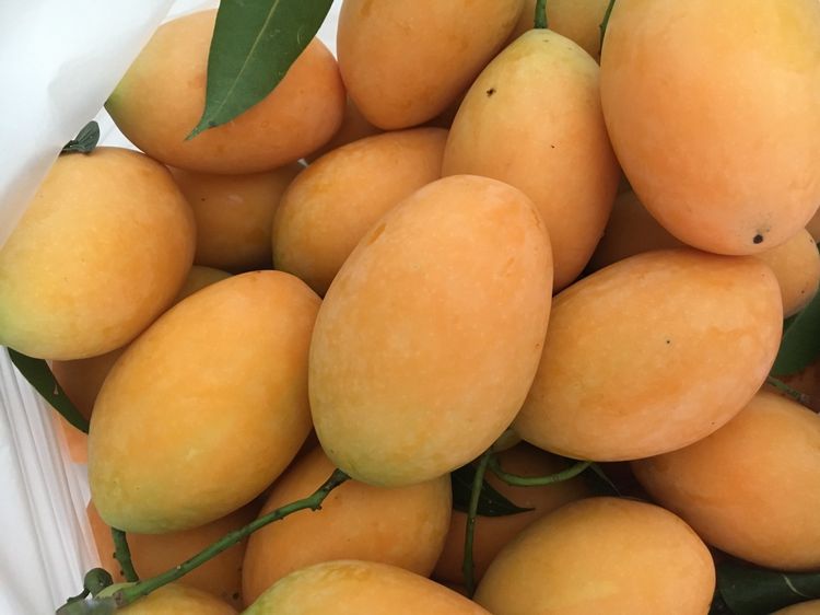 ขายมะยงชิดจ้า มะยงชิดพันธุ์ทูลเกล้า มะยงชิดเก็บสดๆจากสวน รูปที่ 2