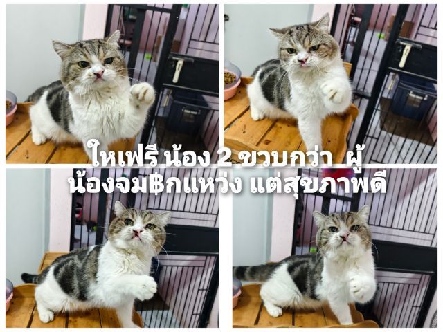 ดญ ดช  สก๊อตติช หูพับ หูตั้ง หลายตัวจ้า รูปที่ 14