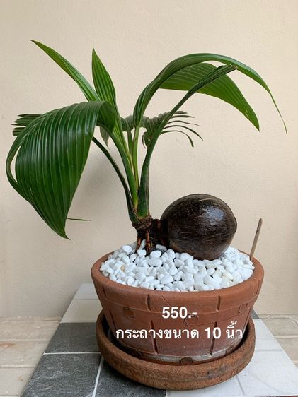 ต้นไม้จริง มะพร้าว บอนไซ