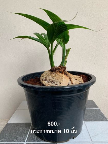 มะพร้าว บอนไซ รูปที่ 5