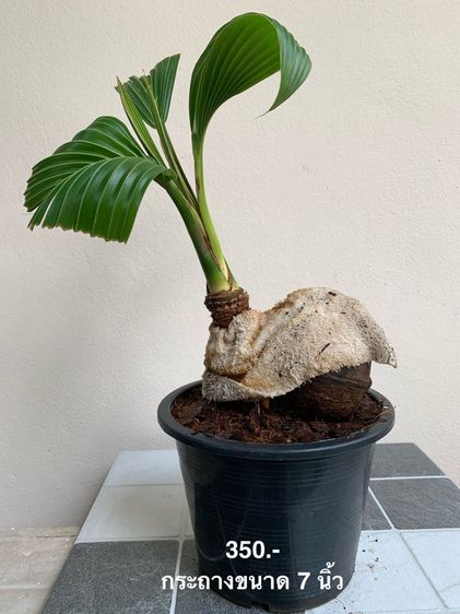มะพร้าว บอนไซ รูปที่ 8