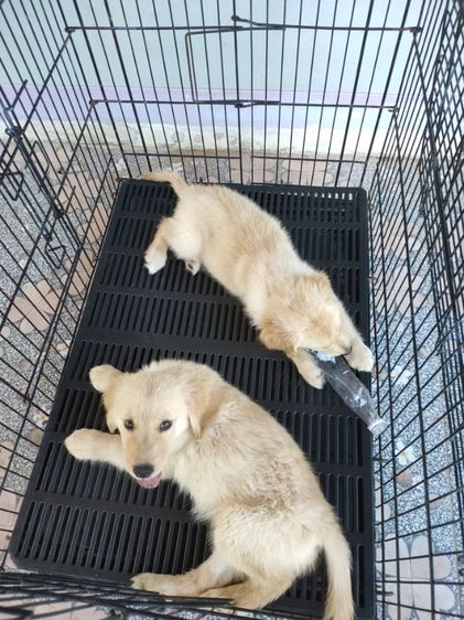 โกลเด้นรีทรีฟเวอร์แท้ เมีย รูปที่ 2