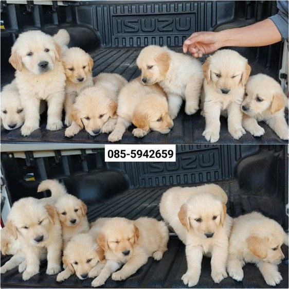 โกลเด้นรีทรีฟเวอร์ (Golden Retriever) ใหญ่ โกลเด้นรีทรีฟเวอร์แท้ เมีย