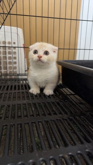 ด .ช มันกิ้น🍊