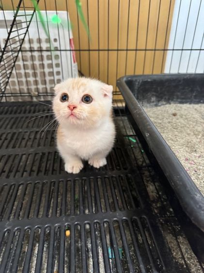 ด .ช มันกิ้น🍊 รูปที่ 3