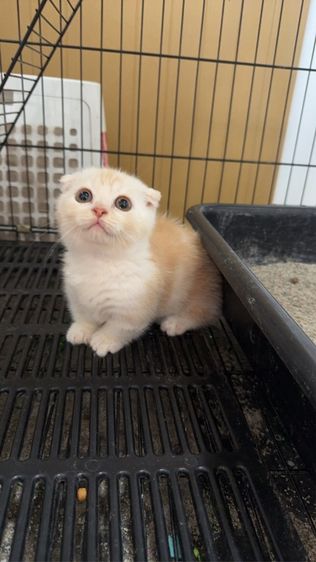 ด .ช มันกิ้น🍊 รูปที่ 2