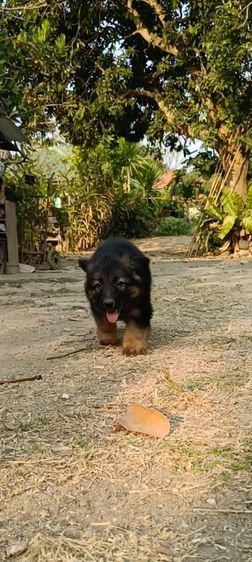 เยอรมันเชพเพิร์ด เฝ้าบ้านเก่ง รักเจ้าของ รูปที่ 10