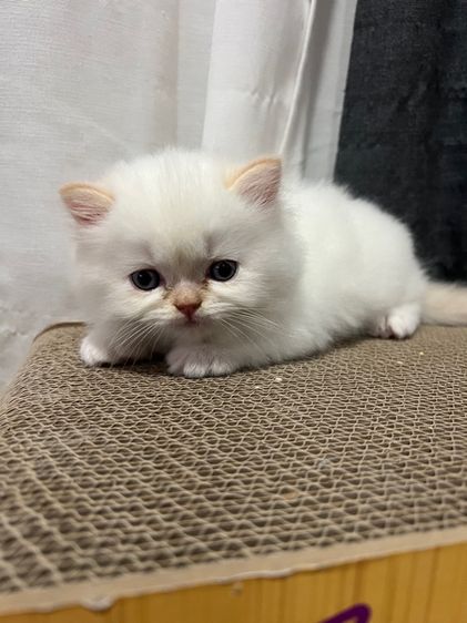 ลูกแมวเปอร์เซีย รูปที่ 2