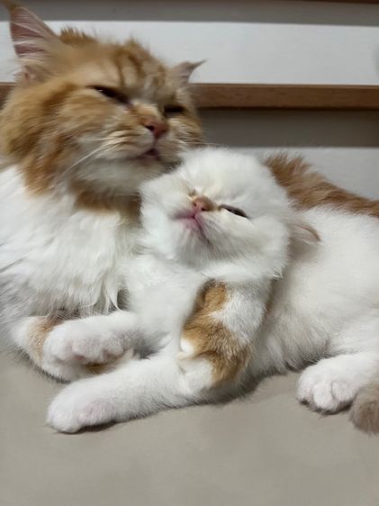 ลูกแมวเปอร์เซีย รูปที่ 6