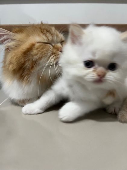 ลูกแมวเปอร์เซีย รูปที่ 4