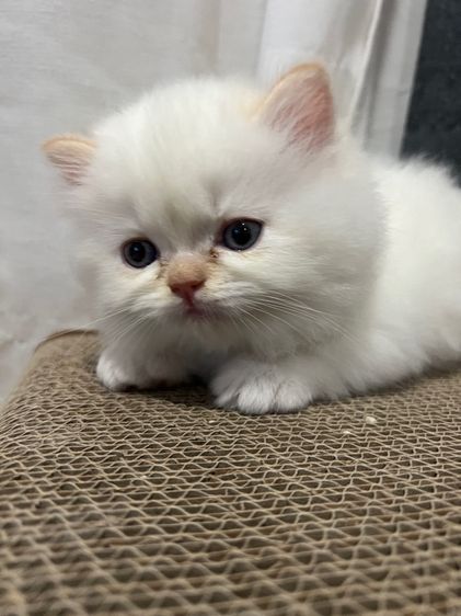 ลูกแมวเปอร์เซีย