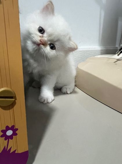 ลูกแมวเปอร์เซีย รูปที่ 3