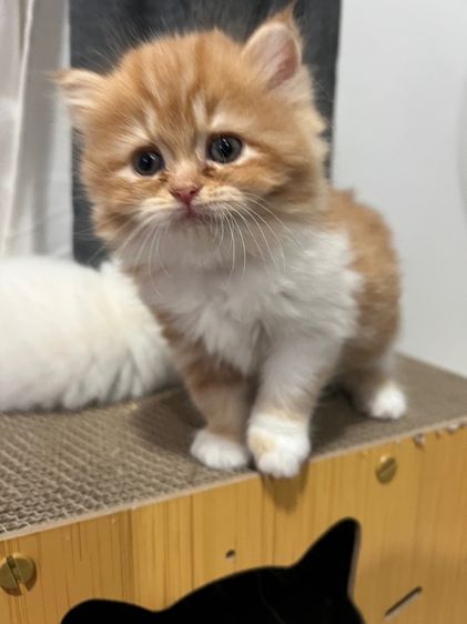 ลูกแมวเปอร์เซีย รูปที่ 5