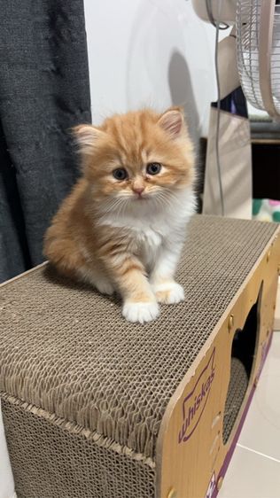 ลูกแมวเปอร์เซีย