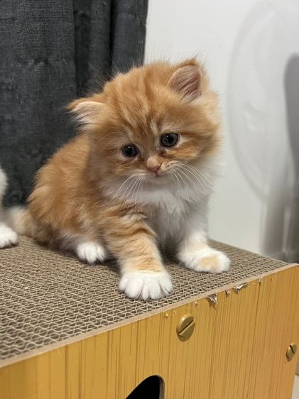 ลูกแมวเปอร์เซีย รูปที่ 4