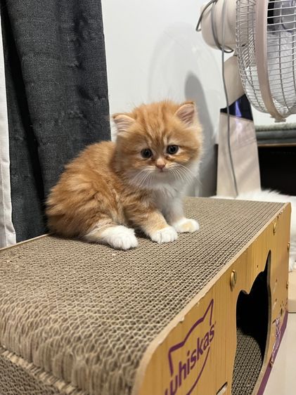 ลูกแมวเปอร์เซีย รูปที่ 2