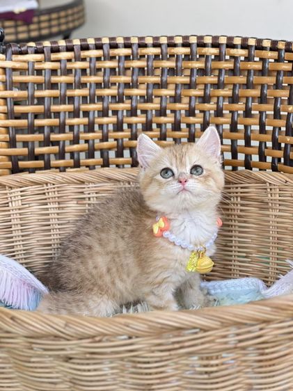 ดช.บริติช