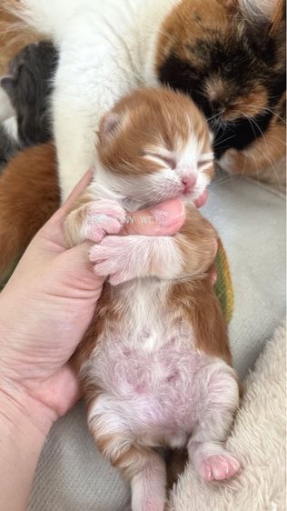 แมวสก๊อตติช พกใบเพด scfc