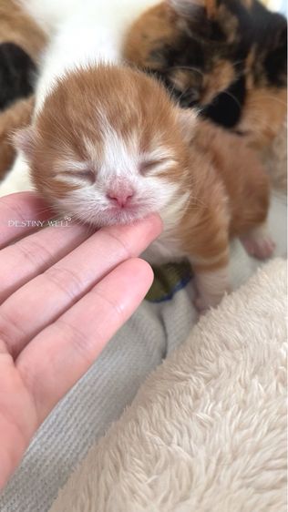 แมวสก๊อตติช พกใบเพด scfc รูปที่ 2