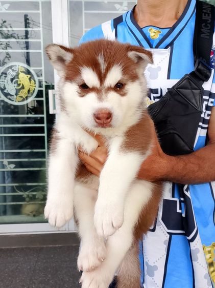 ไซบีเรียน รูปที่ 3