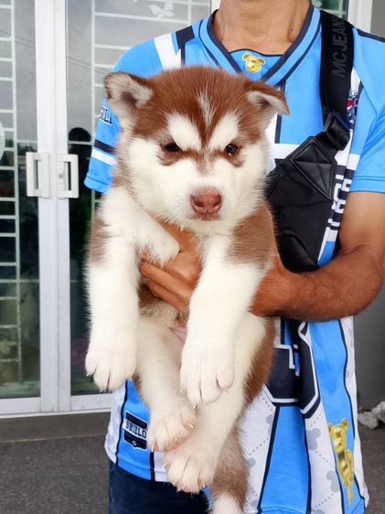 ไซบีเรียน รูปที่ 2