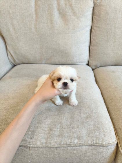 ชิสุ  รูปที่ 4