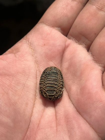 หมากทุยถักลวด (มีสินค้าหลายรายการกดเข้ามาดูในโปรไฟล์ได้เลยครับ) รูปที่ 7