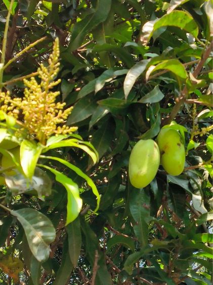 มะม่วงออแกนิคปลูกธรรมชาติ ราคาต่อ1ลูก