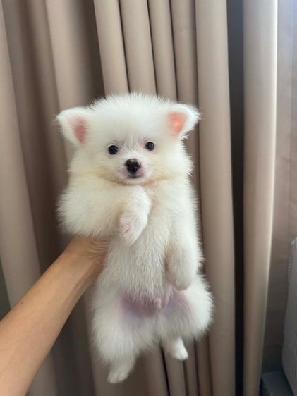 ปอมแท้ราคาถูก รูปที่ 3