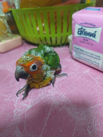 ลูกป้อนซันคอนัวร์ 2 เดือน รูปที่ 2