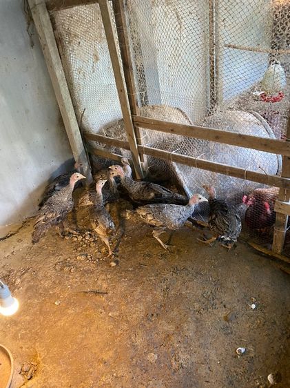 ขายไก่งวง รูปที่ 2