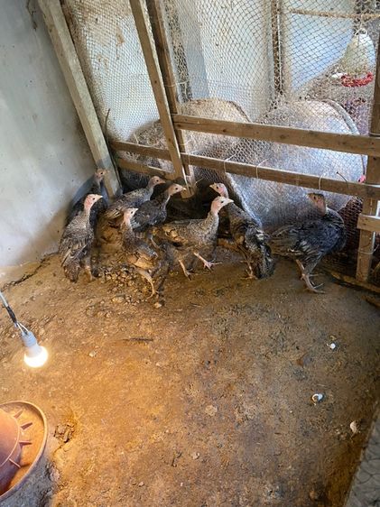 ขายไก่งวง รูปที่ 3