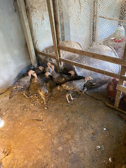 ขายไก่งวง