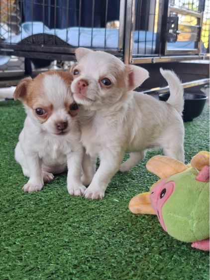 ชิวาว่า รูปที่ 3