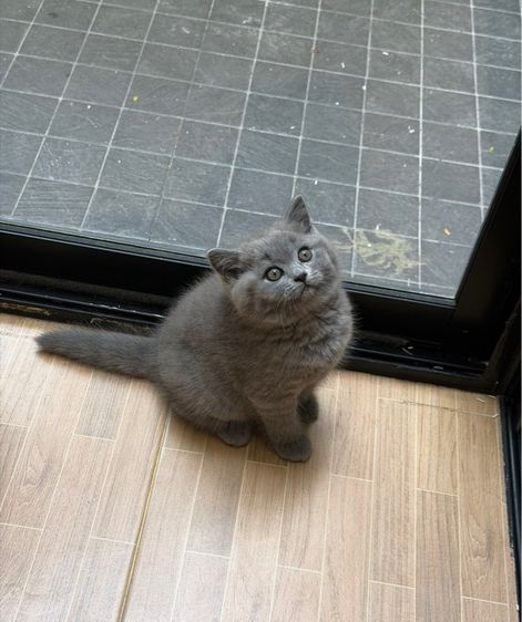 บริติชสีบลูตัวสุดท้ายพร้อมย้าย