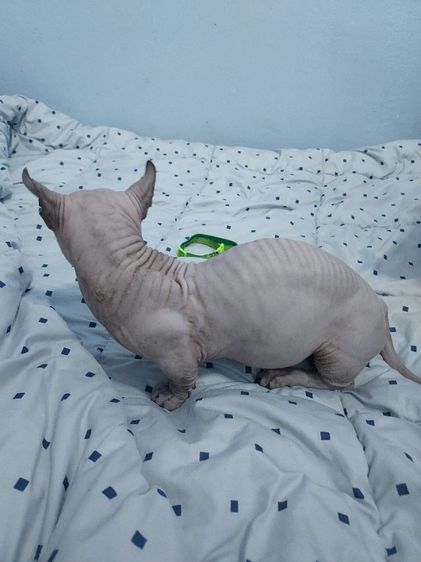 พ่อพันธ์สีบลูตาฟ้าผสมเก่งมากไปค่ะ รูปที่ 4