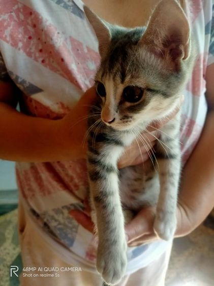 สลิดผสมก๊อตติส รูปที่ 3