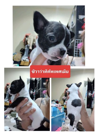 ชิวาว่าแท้ ทีคับ
