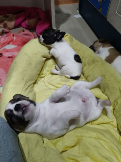 ชิวาว่าแท้ ทีคับ รูปที่ 3