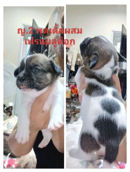 ชิวาว่า ผู้5 เมีย1 พุดเดิ้ลผสมเฟร้นช์เมีย1ตัว รูปที่ 7