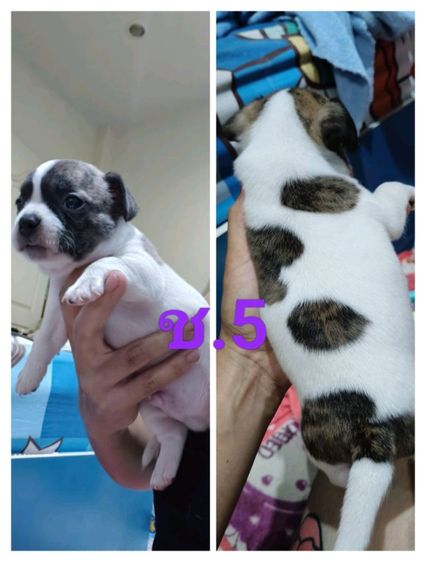 ชิวาว่า ผู้5 เมีย1 พุดเดิ้ลผสมเฟร้นช์เมีย1ตัว รูปที่ 5