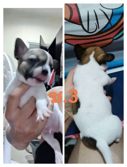 ชิวาว่า ผู้5 เมีย1 พุดเดิ้ลผสมเฟร้นช์เมีย1ตัว รูปที่ 3